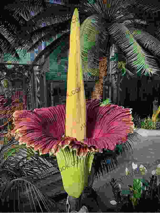 A Corpse Flower Plant With Its Large, Stinky Flower Strange Poetic: Flora 1: A Small Poem Collection Zine Of Strange Flora