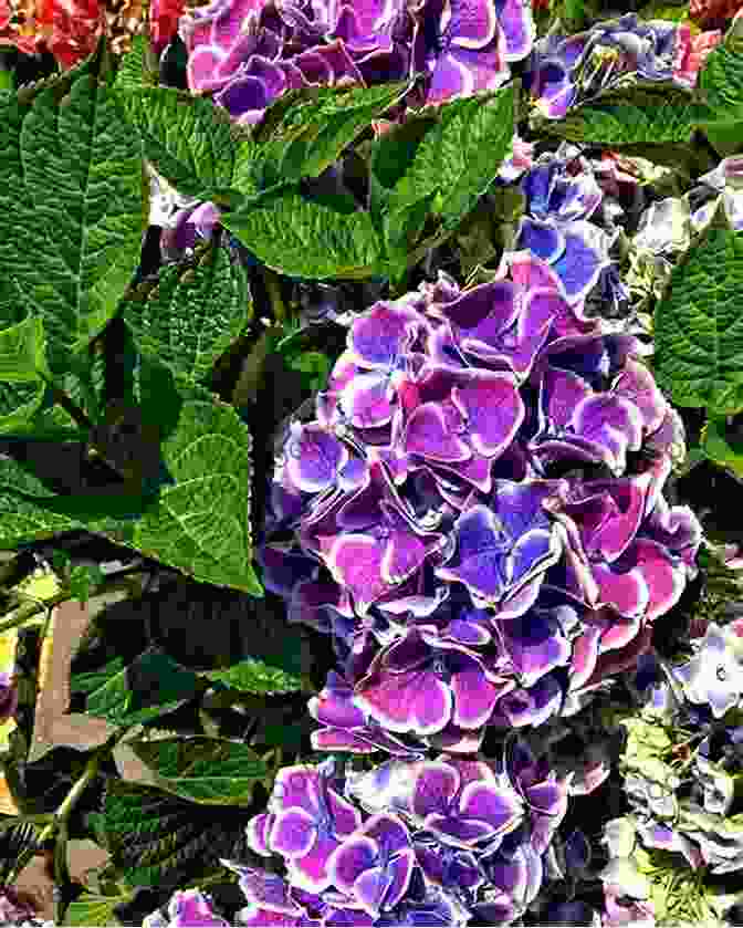 A Hydrangea Plant With Its Large, Colorful Flowers Strange Poetic: Flora 1: A Small Poem Collection Zine Of Strange Flora