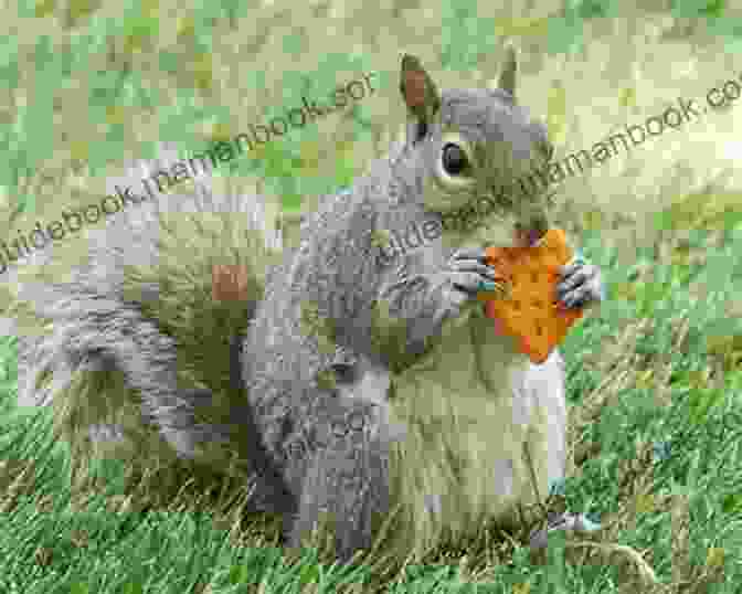 A Squirrel Holding A Dog Biscuit, With Another Squirrel Looking On A SQUIRREL S TALE: Bankers And Dog Biscuits