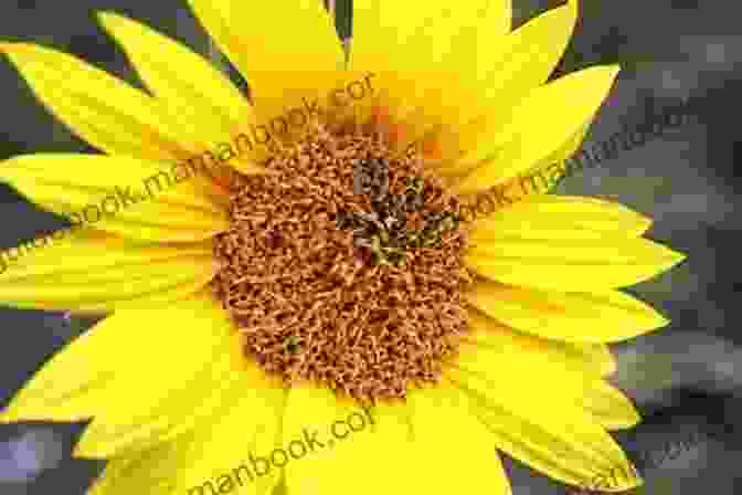 A Sunflower Plant With Its Large, Yellow Flower Strange Poetic: Flora 1: A Small Poem Collection Zine Of Strange Flora