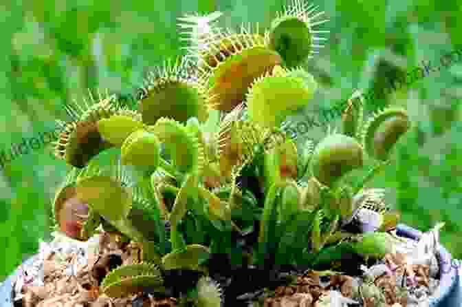 A Venus Flytrap Plant With Its Leaves Open Strange Poetic: Flora 1: A Small Poem Collection Zine Of Strange Flora