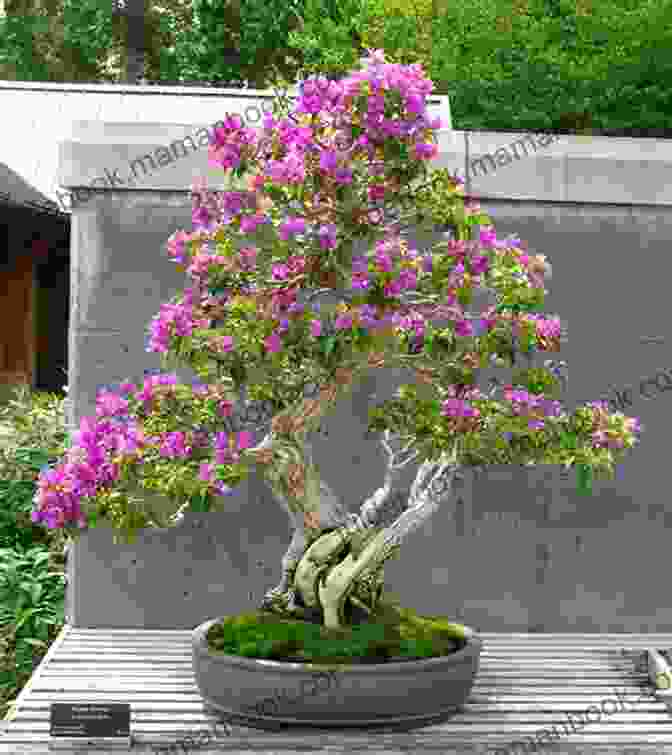 A Vibrant And Captivating Bougainvillea Bonsai Tree, Meticulously Shaped And Adorned With An Array Of Vibrant Blooms Bougainvillea Bonsai: Important Hint On Bougainvillea Bonsai And Its Guidelines