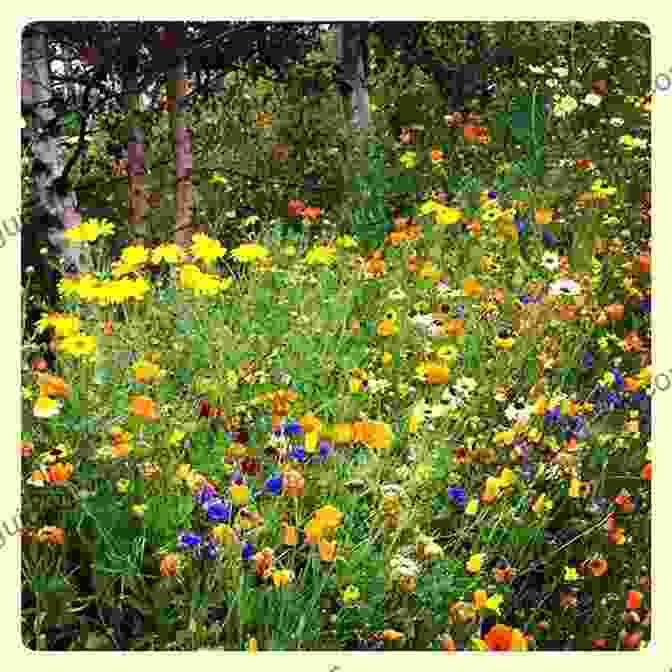 A Vibrant Meadow Filled With A Variety Of Wildflowers Ariadne S Crown Meadoe Hora