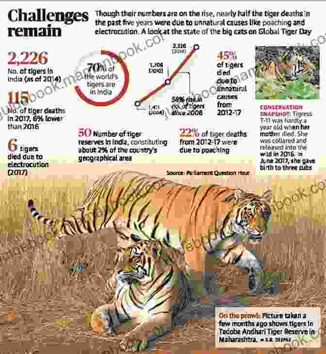 Conservation Status Of Tigers And Lions, Highlighting Their Endangered And Vulnerable Classifications And The Importance Of Ongoing Conservation Efforts Tigers Versus Lions Jagdish Arora